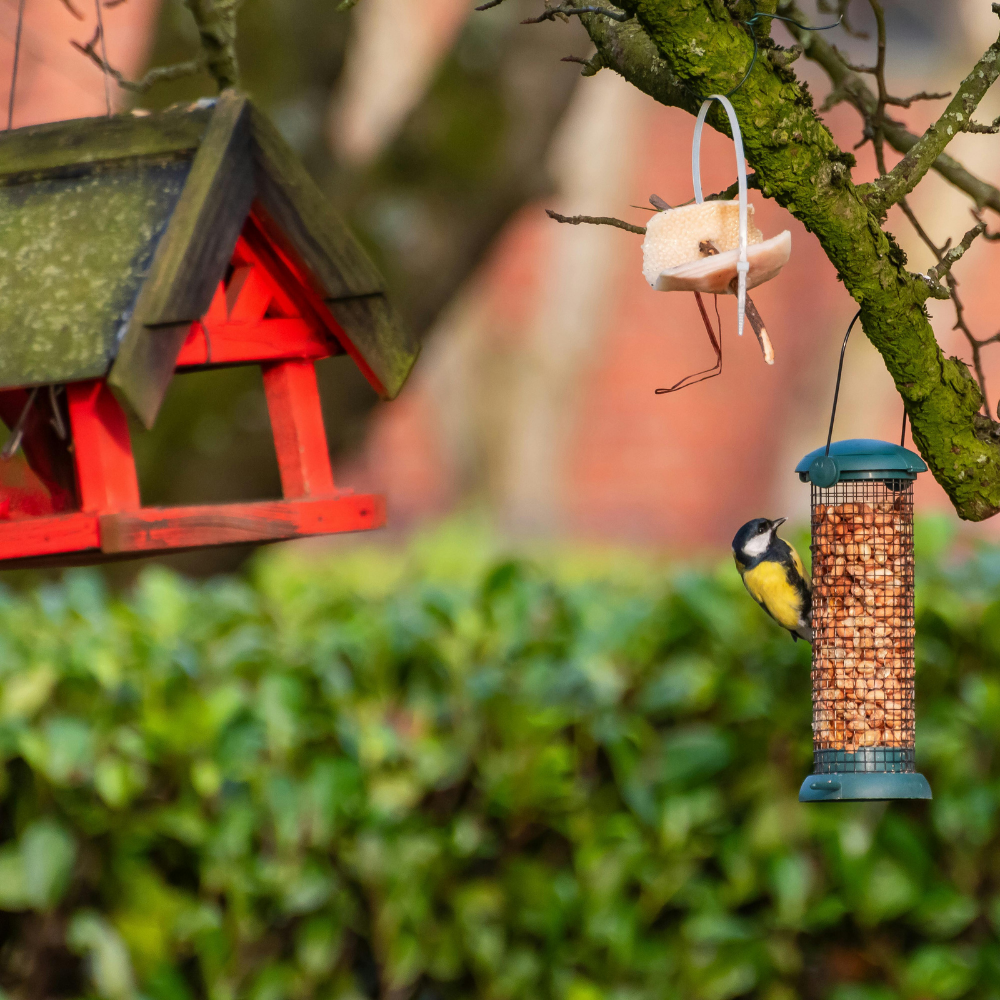 Backyard Birding & Wildlife