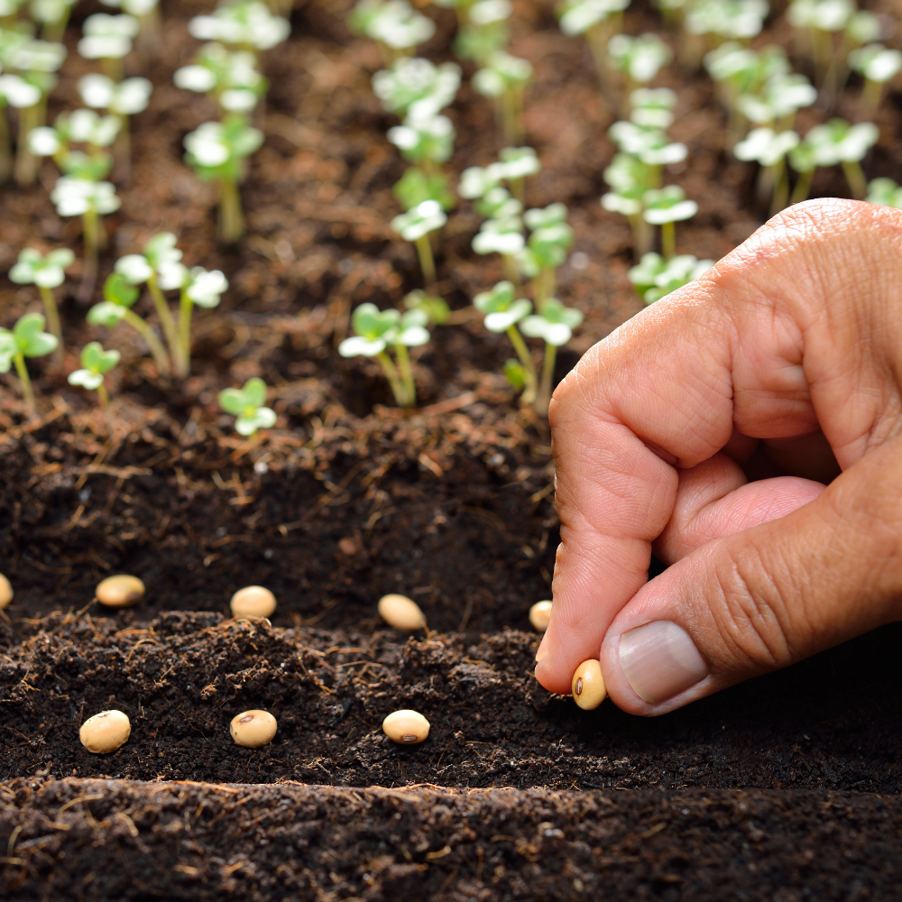 Plants, Seeds & Bulbs