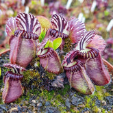 120+ Perennial Nepenthes Seeds packaging for garden planting and decorative display.