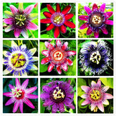 99roadsgarden passion flower seeds in mixed colors ready to grow vibrant vines