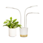AeroGarden Trio Grow Light illuminates indoor plants with full-spectrum LEDs.