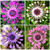 African Rare Daisy Seeds seed pack ready for planting in sunlight.