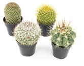 Altman Plants assorted cactus 4-pack in 2.5-inch pots for easy indoor display.
