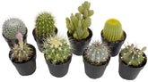 Altman Plants assorted cactus pack 8 showcases beginner-friendly indoor plants for bright spaces.