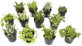 Altman Plants assorted succulents in a desk-ready 2.5-inch pot for indoor greenery.
