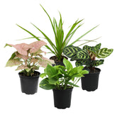 Altman Plants classic box 4pk with four ready-to-grow indoor plants for brightening spaces.
