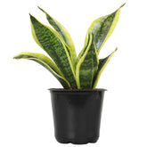 Altman Plants snake plant Superba stands 13 inches tall with sculptural upright leaves.