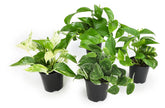 Altman Plants pothos 4pk full plants for a lush indoor display