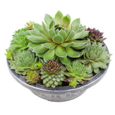 Altman Plants Sempervivum 8in pot with rosettes for easy-care home decor and gifting