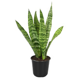 Altman Plants snake plant Zeylanica with striped leaves adds a low-maintenance decor upgrade.