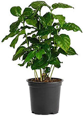 American Plant Exchange Arabica Coffee Plant in a 6-inch pot brightens indoor desks.