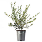 American Plant Exchange Arbequina olive tree leaves in silvery-green hue, decorative and drought-tolerant.