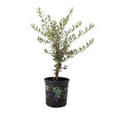 American Plant Exchange Arbequina olive tree leaves show silvery-green foliage for Mediterranean aesthetic.