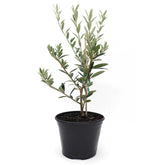 American Plant Exchange Arbequina Olive Tree with silver leaves for Mediterranean charm and resilience.