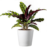 American Plant Exchange Calathea Rattlesnake leaf close-up with bold wavy patterns for indoor decor