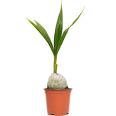 American Plant Exchange coconut palm with arching fronds for tropical indoor ambiance.