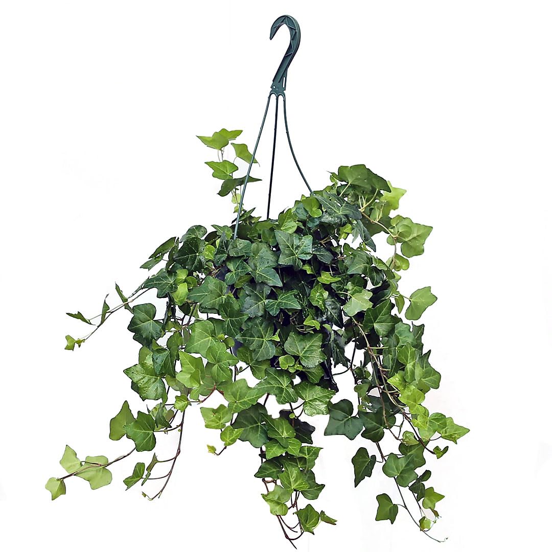 American Plant Exchange English Ivy hanging basket with trailing foliage for indoor decor and air freshness.