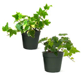 American Plant Exchange English Ivy Green 4-inch pot with lush trailing foliage for shelves.