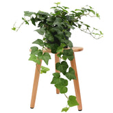 American Plant Exchange English Ivy trailing vine in pot adds lush indoor greenery