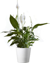 American Plant Exchange Peace Lily in a 6-inch pot adds compact, elegant greenery for small spaces.