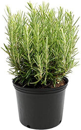 American Plant Exchange Rosemary in a 6-inch pot, ready for fresh cooking.