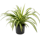 American Plant Exchange Spider Plant with green and white stripes adds bright, easy-care greenery in a 6-inch pot.