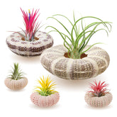 ANPHSIN pink sea urchin shell air plant holder on desk adds playful decor.