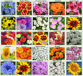 Apexmode 25-flower-seed-packs collection ready for a colorful garden display