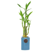 Arcadia 5-stem Lucky Bamboo in Contour II planter for elegant home or office decor.