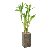 Arcadia LV25 five-stem lucky bamboo in aged wood planter for indoor spaces