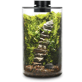 AREPK desktop glass terrarium with grow light for succulents and moss