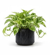 Arktiva ceramic planter with drainage hole helps prevent overwatering for healthier roots