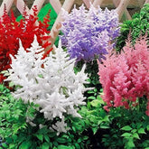 Astilbe Arendsii Bunter seeds in vibrant color mix for shaded garden borders