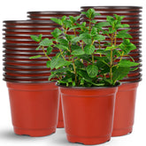 Augshy 75-pcs 6-inch nursery pots top view for seed starting and display