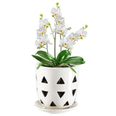 Aulock 6in ceramic orchid pot with a clean white finish for elegant indoor displays.