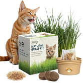AVERGO cat grass kit setup in a compact indoor planter for year-round greens.