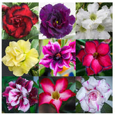 Awesome Industries Desert Rose seeds bag ready for planting and colorful blooms.