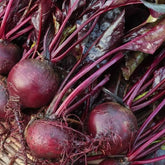 Axel's Garden Seeds Bulls Blood beet leaf closeup showing burgundy foliage for salads