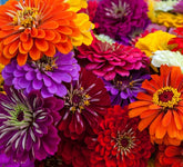 Axel's Garden Seeds California Giant Zinnia seeds packet front, ready to inspire vibrant garden color