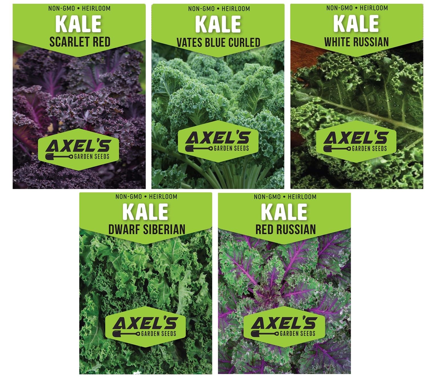 Axel's Garden Seeds Dwarf Siberian Kale seed packet for quick home harvest.