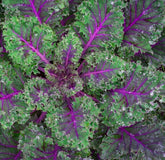 Axel's Garden Seeds red russian kale seeds packet ready for home planting, ideal for cool-season harvests.