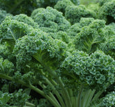 Axel's Garden Seeds Vates Blue Scotch kale leaf close-up for cool-season harvests.