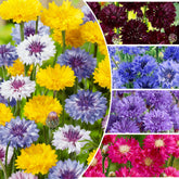 Bachelor-button seeds seed pack for vibrant autumn blooms in borders and containers.