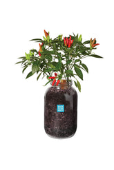 Back to the Roots chili planter with mason jars for year-round fresh peppers.
