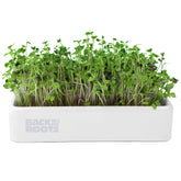 Back to the Roots microgreens kit ceramic planter close-up ideal for indoor tabletop growing.