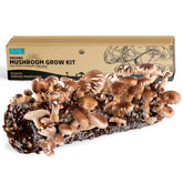 Back to the Roots Shiitake kit unopened box enables simple indoor growing