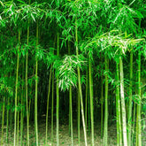 Bamboo seeds exotic varieties for privacy screens and decorative backdrops.