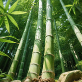 Bamboo Seeds for Planting privacy-screen: dense barrier for privacy and visual appeal in gardens.