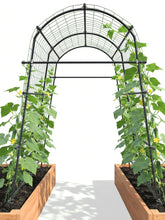 BAXAM 7ft garden arch trellis assembly demonstrates sturdy setup for climbing vegetables.