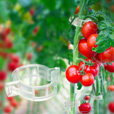 Beaneed tomato clips on a trellis supporting tomato vines and cucumbers.